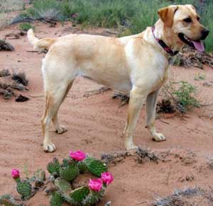 travel with dog in tucson
